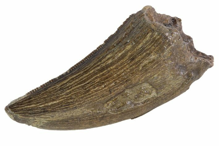 Serrated, Tyrannosaur (Nanotyrannus) Tooth - Montana #87925